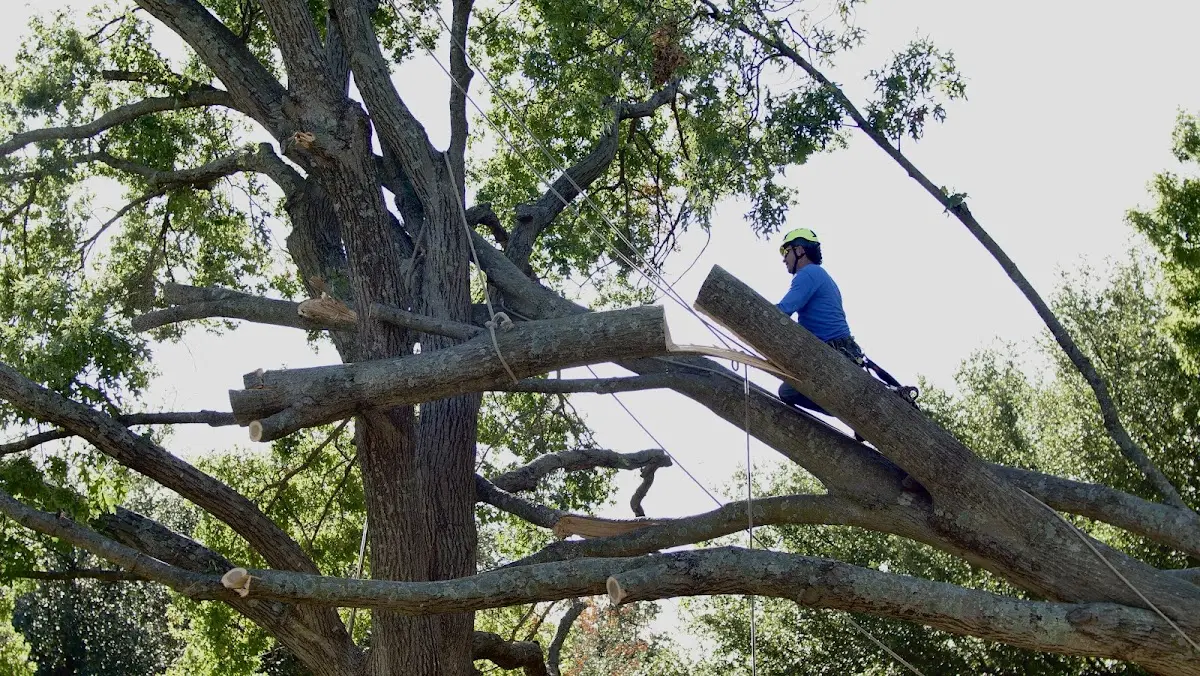 Professional Hazardous Tree Removal performed by certified arborists in Midland